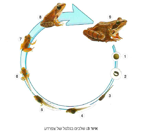 (בספר איור)